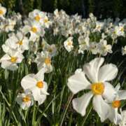 ヒメ日記 2025/12/09 22:02 投稿 かすみ 大奥 梅田店