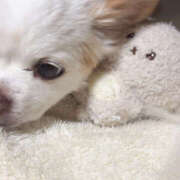 ヒメ日記 2025/11/22 21:00 投稿 ちわわ 世界のあんぷり亭 新宿総本店