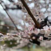 ヒメ日記 2025/03/22 03:41 投稿 ありさ ピンクコレクション大阪