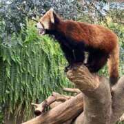 ヒメ日記 2025/03/29 04:21 投稿 ありさ ピンクコレクション大阪