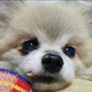 ヒメ日記 2024/12/29 15:07 投稿 ひろか 名古屋ちゃんこ