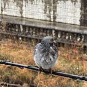 ヒメ日記 2025/02/02 10:17 投稿 ゆい 素人妻御奉仕倶楽部Hip's松戸店