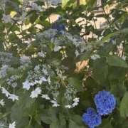 ヒメ日記 2025/06/30 19:36 投稿 ゆい 素人妻御奉仕倶楽部Hip's松戸店