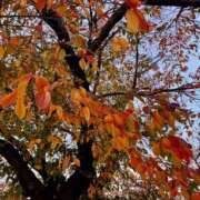 ヒメ日記 2025/11/20 14:05 投稿 ゆい 素人妻御奉仕倶楽部Hip's松戸店