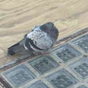 ヒメ日記 2025/12/23 23:29 投稿 ゆい 素人妻御奉仕倶楽部Hip's松戸店