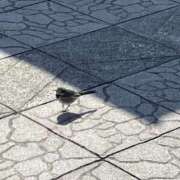 ヒメ日記 2026/03/13 12:39 投稿 ゆい 素人妻御奉仕倶楽部Hip's松戸店