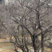 ヒメ日記 2026/03/23 12:59 投稿 ゆい 素人妻御奉仕倶楽部Hip's松戸店