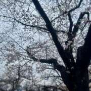 ヒメ日記 2026/03/25 23:19 投稿 ゆい 素人妻御奉仕倶楽部Hip's松戸店