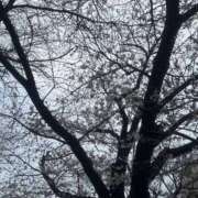 ヒメ日記 2026/03/26 17:35 投稿 ゆい 素人妻御奉仕倶楽部Hip's松戸店