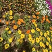 ヒメ日記 2026/04/17 16:49 投稿 ゆい 素人妻御奉仕倶楽部Hip's松戸店