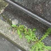 ヒメ日記 2026/04/27 10:39 投稿 ゆい 素人妻御奉仕倶楽部Hip's松戸店