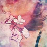 ヒメ日記 2026/03/11 07:34 投稿 桜木 丸妻 西船橋店