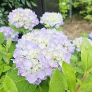 ヒメ日記 2025/06/13 14:28 投稿 宮嶋　真央 セレブクィーン