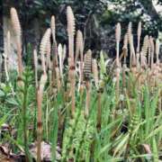 ヒメ日記 2025/04/02 19:51 投稿 秋吉　れいさ エテルナ京都