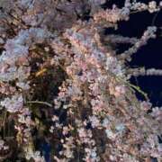 ヒメ日記 2025/04/08 23:17 投稿 秋吉　れいさ エテルナ京都