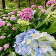 ヒメ日記 2025/06/17 11:06 投稿 秋吉　れいさ エテルナ京都