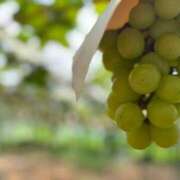 かずは ついに、、、🥰 カクテル(岡山)