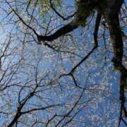 かずは 次回出勤4/16〜18 カクテル(岡山)