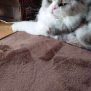 ヒメ日記 2025/02/11 09:54 投稿 よしえ 池袋おかあさん