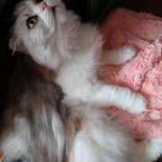 ヒメ日記 2025/05/18 13:04 投稿 よしえ 池袋おかあさん