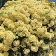 ヒメ日記 2026/04/29 09:17 投稿 もな ○コキクリニック～○○クリニックシリーズ～