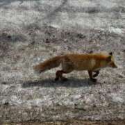 ヒメ日記 2025/04/06 14:42 投稿 るな 品川ハイブリッドマッサージ