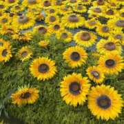 ヒメ日記 2025/08/14 21:58 投稿 るな 品川ハイブリッドマッサージ