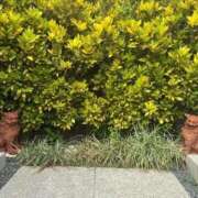 ヒメ日記 2025/10/26 10:38 投稿 るな 品川ハイブリッドマッサージ