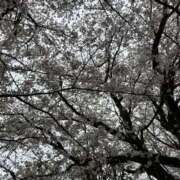 ヒメ日記 2026/04/01 09:18 投稿 るな 品川ハイブリッドマッサージ