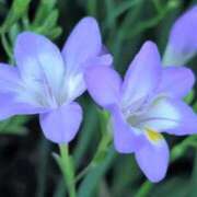 ヒメ日記 2025/01/30 10:58 投稿 ゆう ミルキーパイ