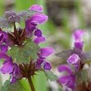 ヒメ日記 2025/02/06 23:48 投稿 ゆう ミルキーパイ