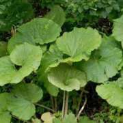 ゆう ありがとうございました✌️ ミルキーパイ