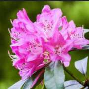 ゆう ありがとうございました🙇‍♂️ ミルキーパイ