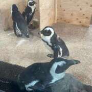 ヒメ日記 2025/05/02 07:01 投稿 松田 めい プルプルハウス