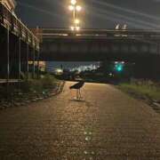 ヒメ日記 2025/07/03 23:38 投稿 松田 めい プルプルハウス