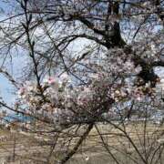 ヒメ日記 2026/03/11 08:43 投稿 ほのか ライラック