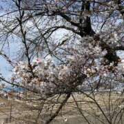 ヒメ日記 2026/03/11 08:48 投稿 ほのか DANKAN（ダンカン）