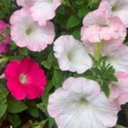 ヒメ日記 2025/05/22 12:09 投稿 さとみ 池袋人妻アデージョ