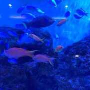 ヒメ日記 2026/01/19 20:39 投稿 さとみ 池袋人妻アデージョ