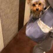 せいか 明日せいか居ます🐶ꯁꯧ ジュリアングループ八王子店