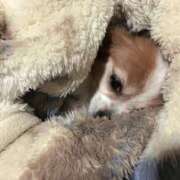 ヒメ日記 2025/01/08 20:25 投稿 藍井おとみ コウテイ