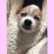 ヒメ日記 2025/01/15 00:55 投稿 藍井おとみ コウテイ