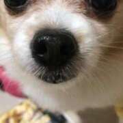 ヒメ日記 2025/01/24 01:15 投稿 藍井おとみ コウテイ