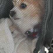 ヒメ日記 2025/02/19 19:25 投稿 藍井おとみ コウテイ