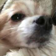 ヒメ日記 2025/04/25 03:35 投稿 藍井おとみ コウテイ