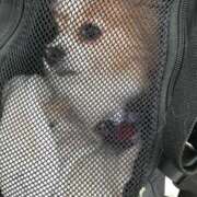 ヒメ日記 2025/10/08 20:05 投稿 藍井おとみ コウテイ