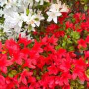 ヒメ日記 2026/04/24 12:16 投稿 来栖さな コウテイ