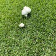ヒメ日記 2026/09/12 09:42 投稿 来栖さな コウテイ
