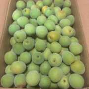 ヒメ日記 2025/06/24 08:00 投稿 はなび カワサキEROTIC（ソープランド）