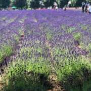 ヒメ日記 2025/06/22 09:45 投稿 みか SOAPLAND LOVE FACTORY